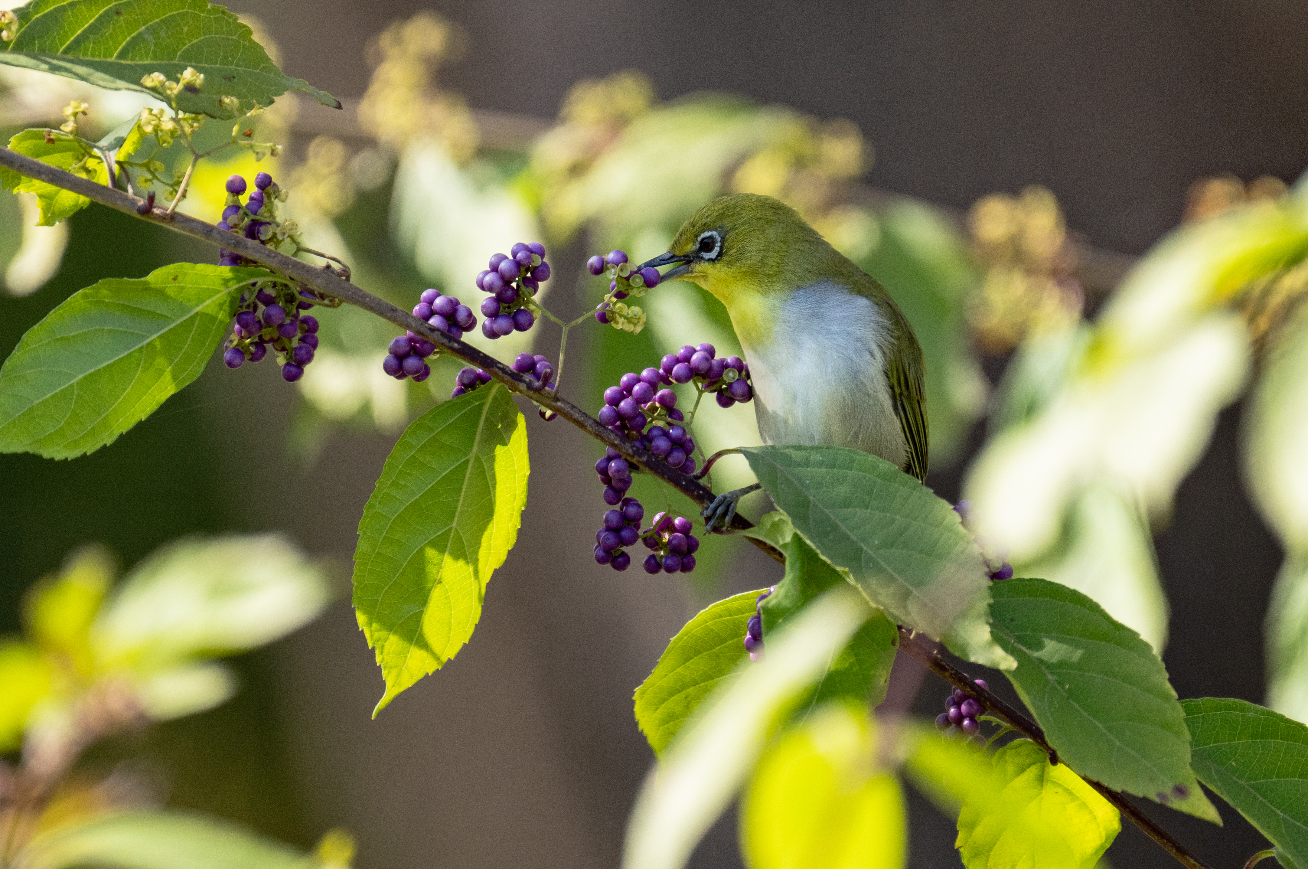 A Japanese white-eye feeds on the fruit of a Bodinier's beautyberry.