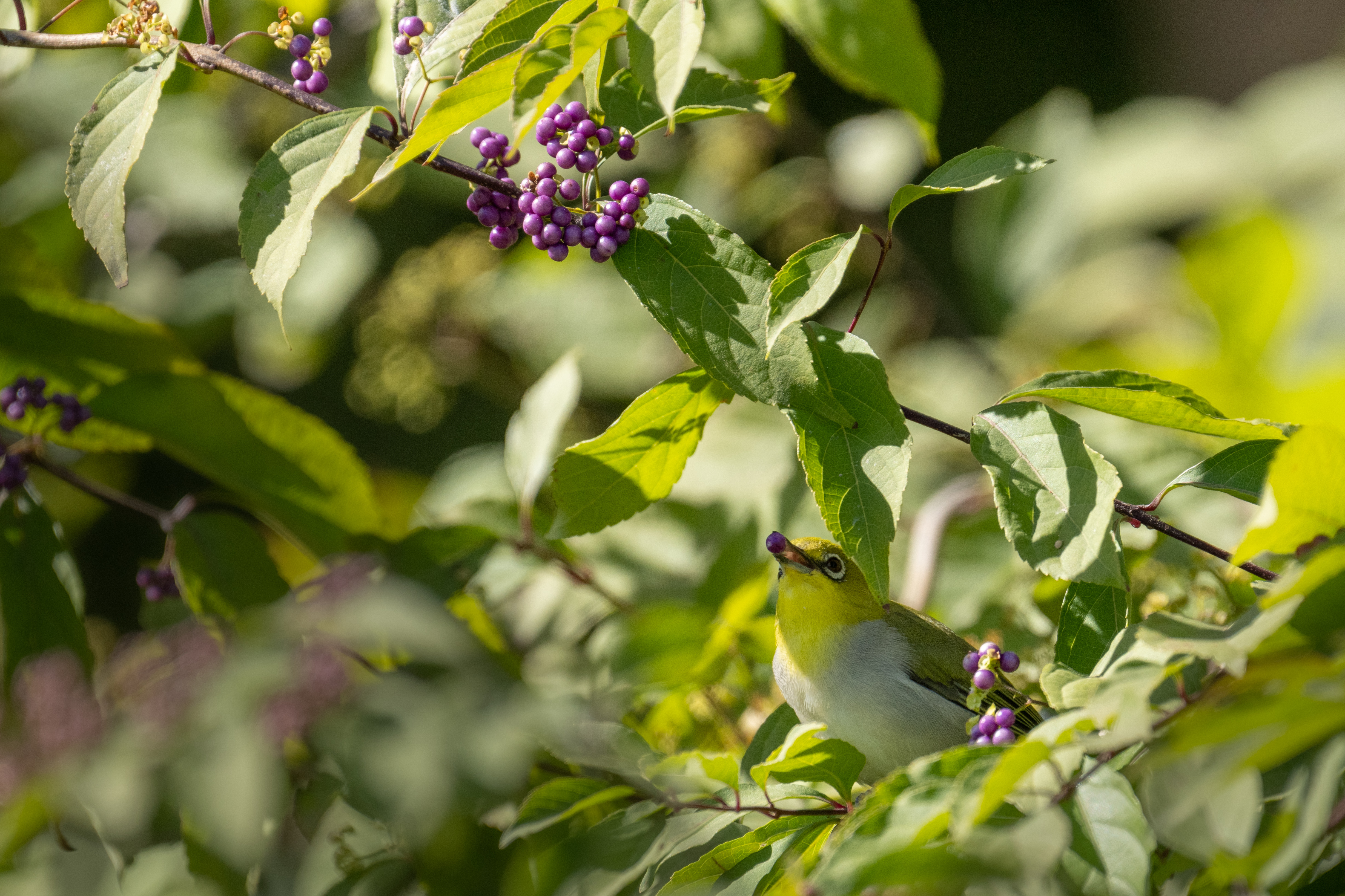 Japanese white-eyes appear in Beijing suburbs