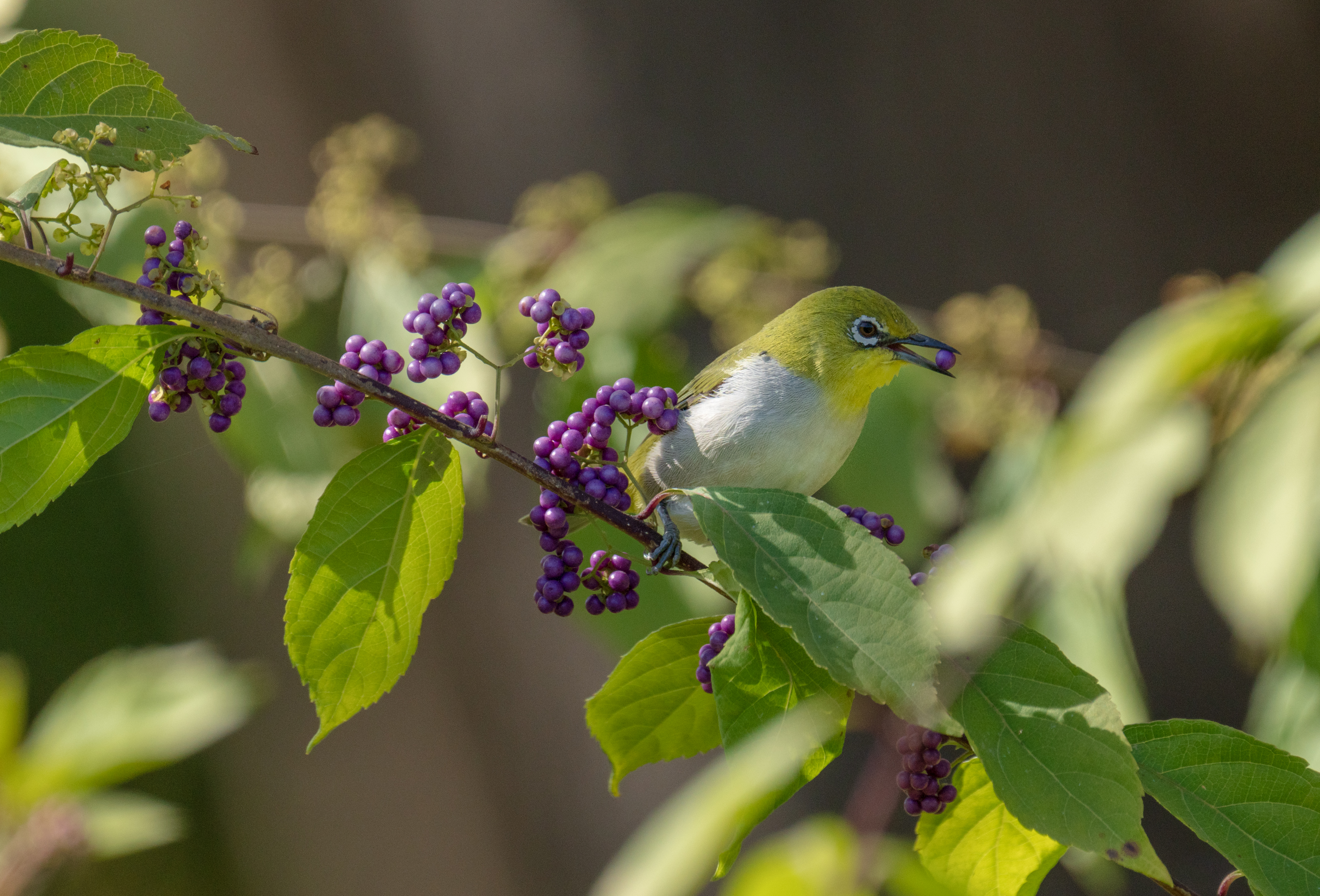 Japanese white-eyes appear in Beijing suburbs