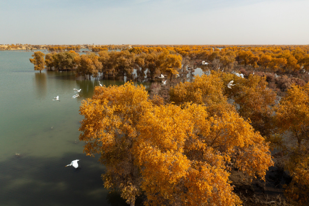Birds foraging in golden poplar forest along Tarim River 