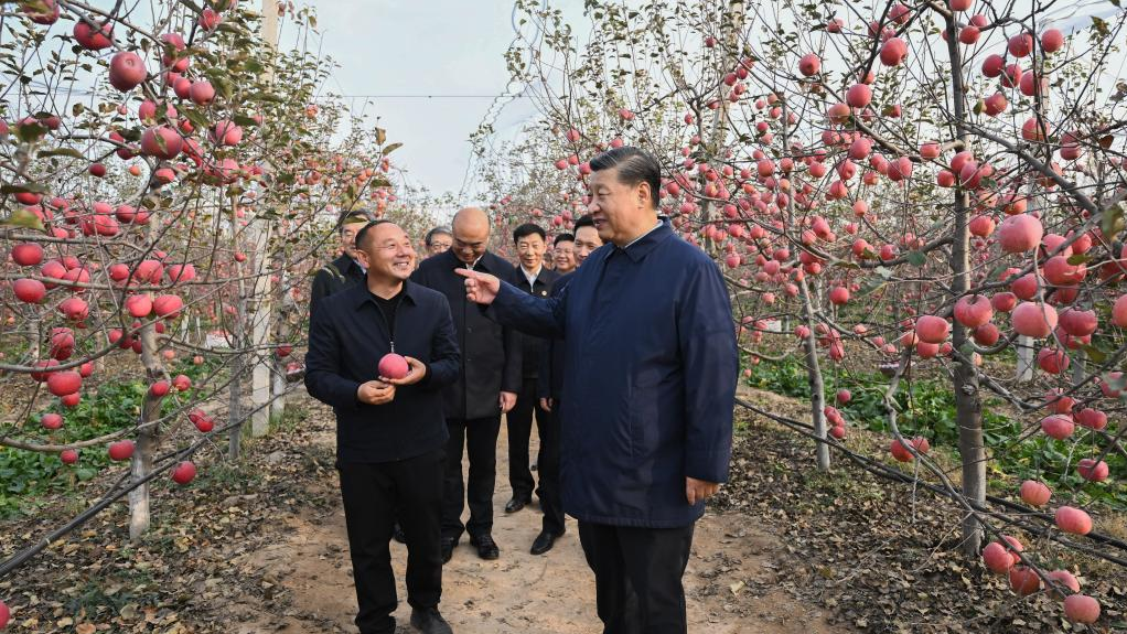 Xi Jinping, with the members of the Standing Committee of the new CPC Central Committee Political Bureau, chats with local villagers in an orchard in Nangou Village of Yan'an, Shaanxi, China, October 26, 2022. /CFP 