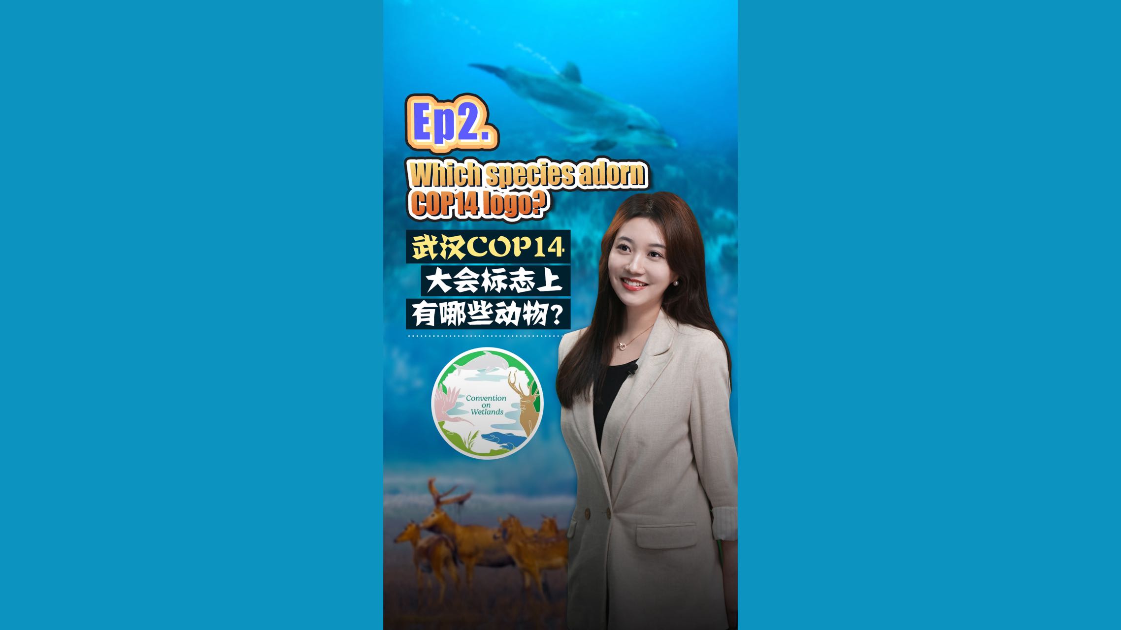 Which species adorn COP14 on Wetlands logo?