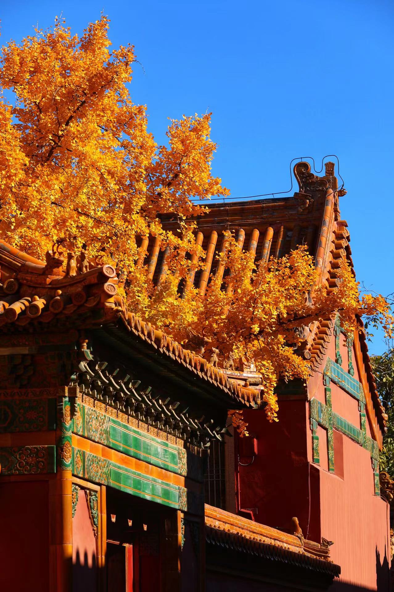 Autumn in the Forbidden City