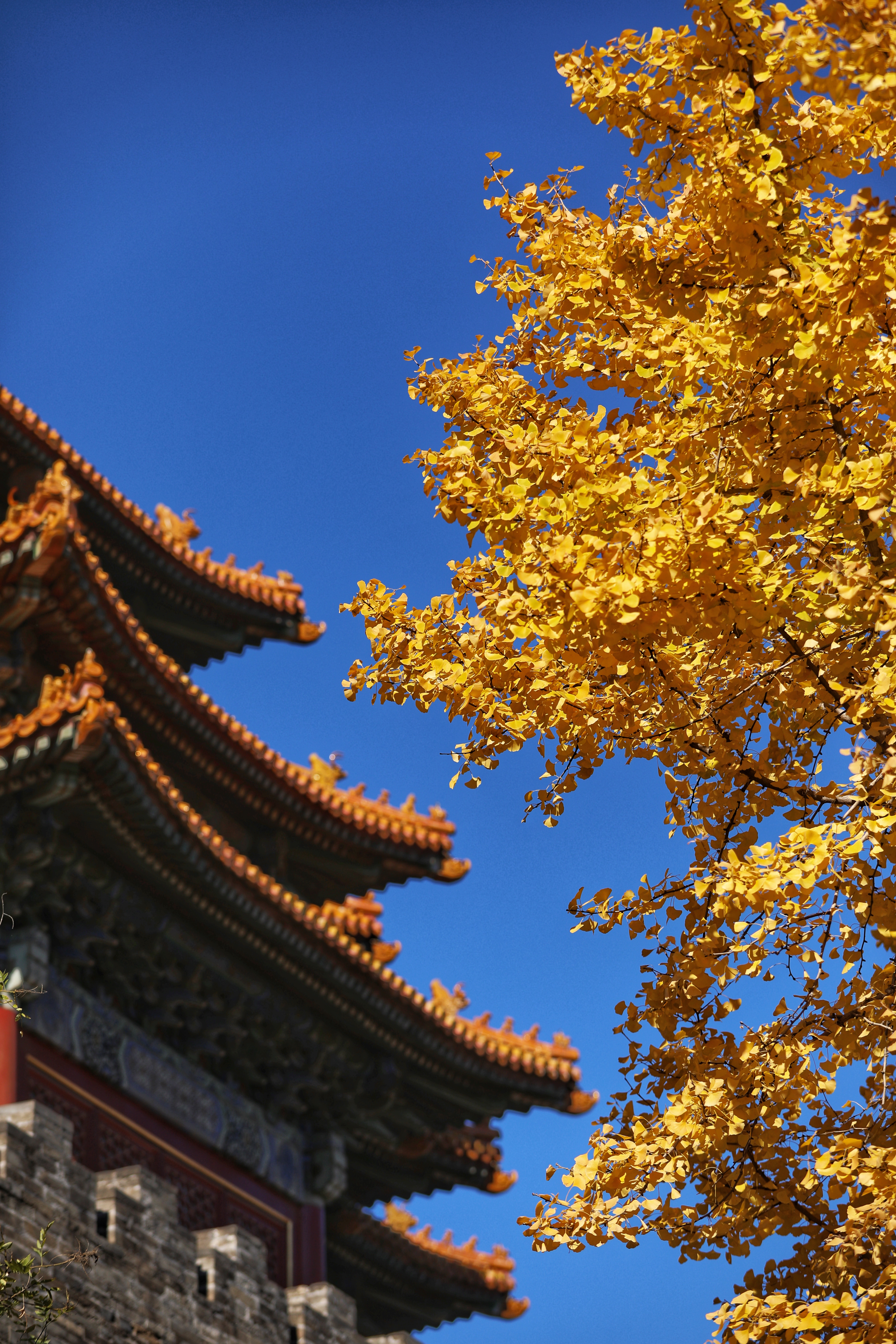 Autumn in the Forbidden City