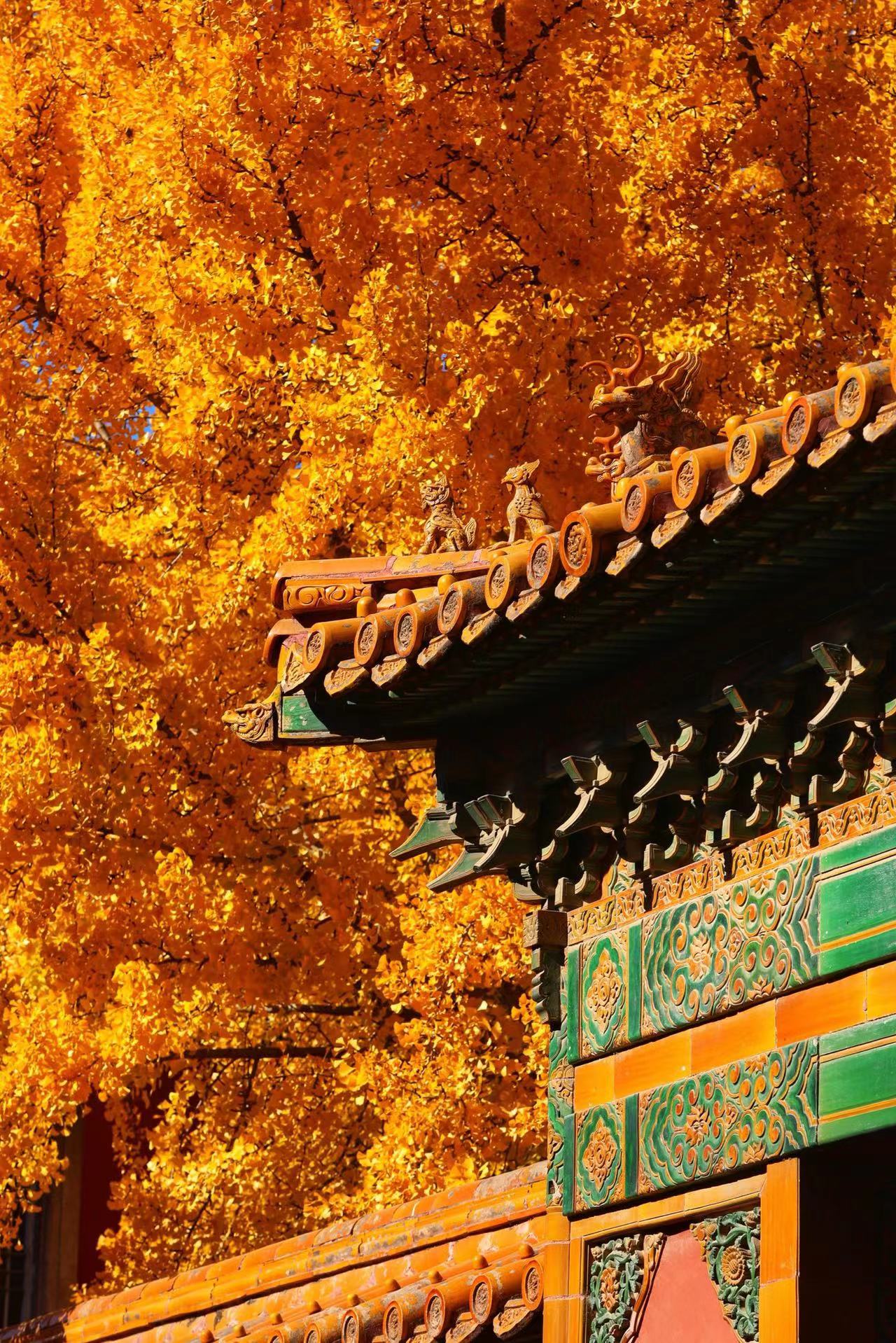 Autumn in the Forbidden City