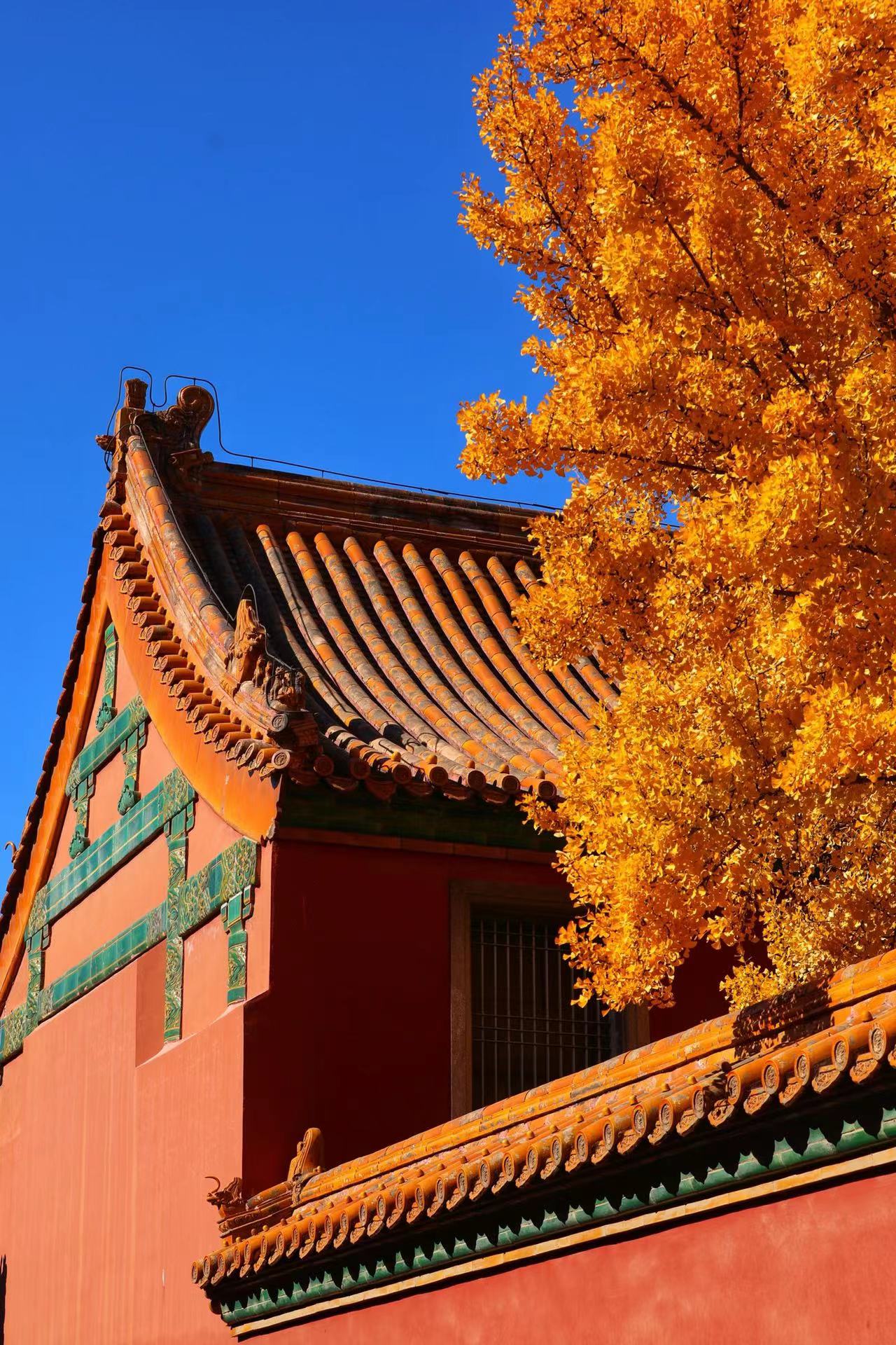 Autumn in the Forbidden City