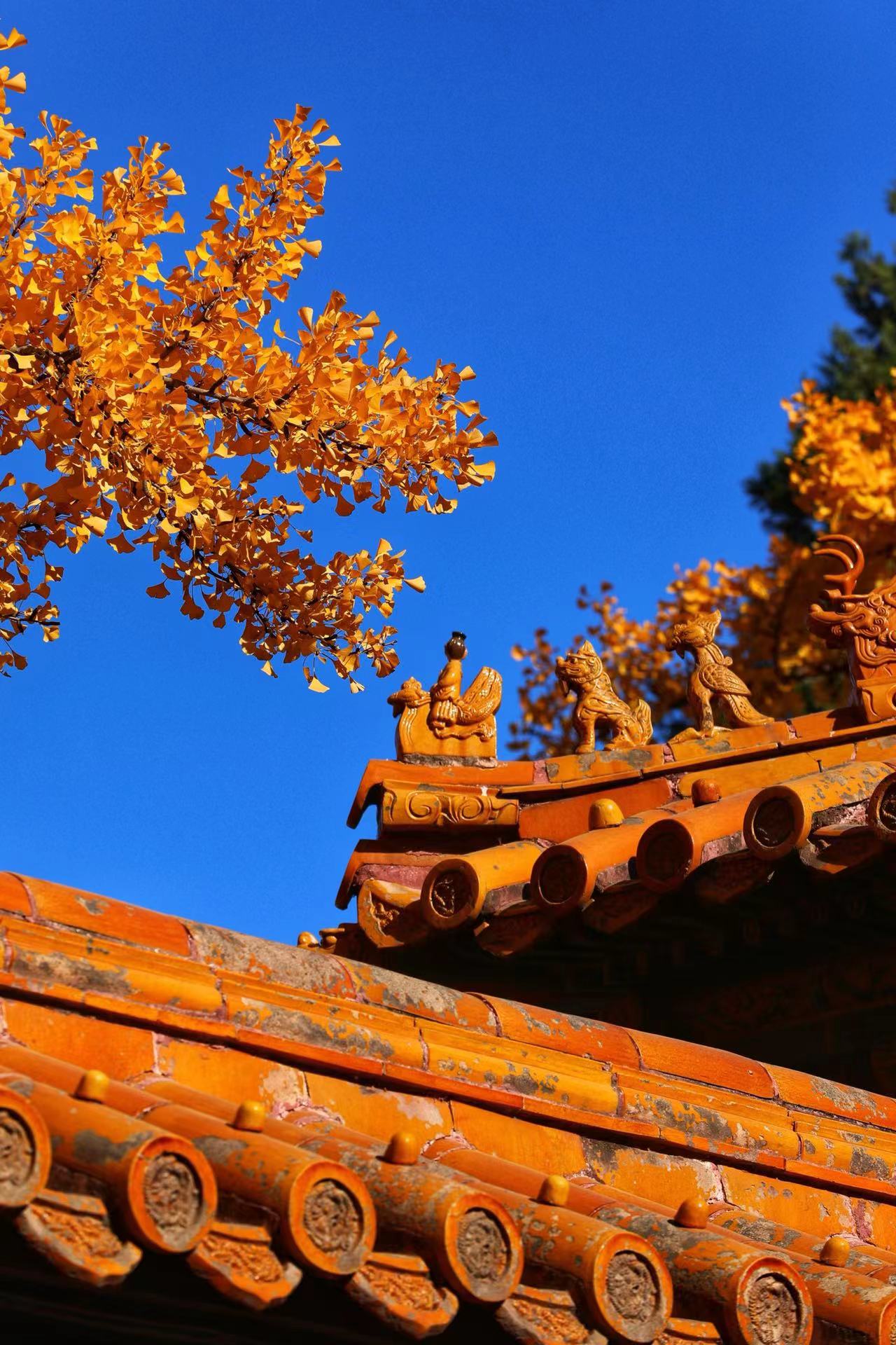 Autumn in the Forbidden City