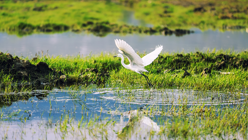 China makes significant progress in wetlands conservation