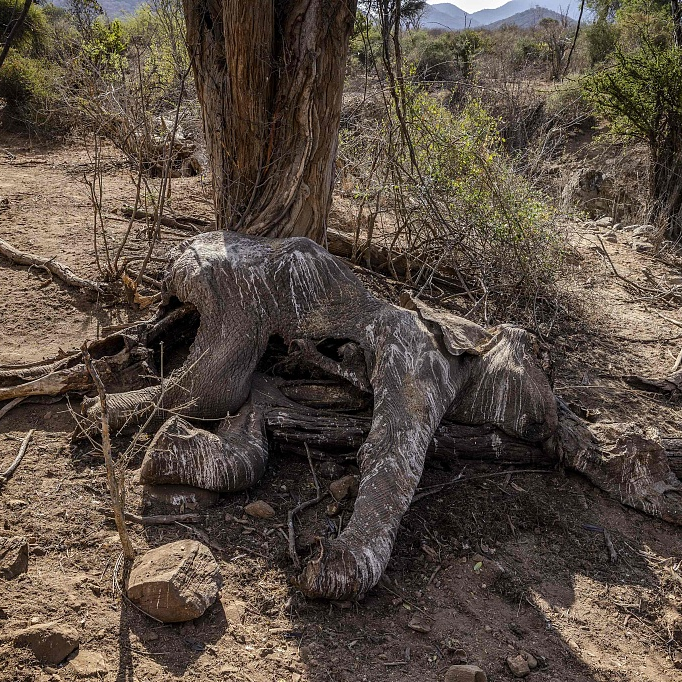 In Kenya, lions speared to death as drought worsens conflict - Los