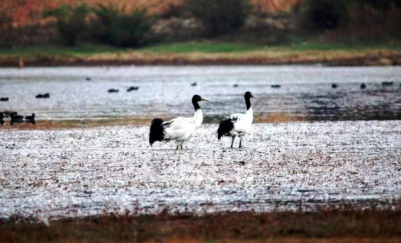 Unexpected comeback of black-necked cranes in SW China