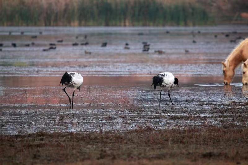 Unexpected comeback of black-necked cranes in SW China
