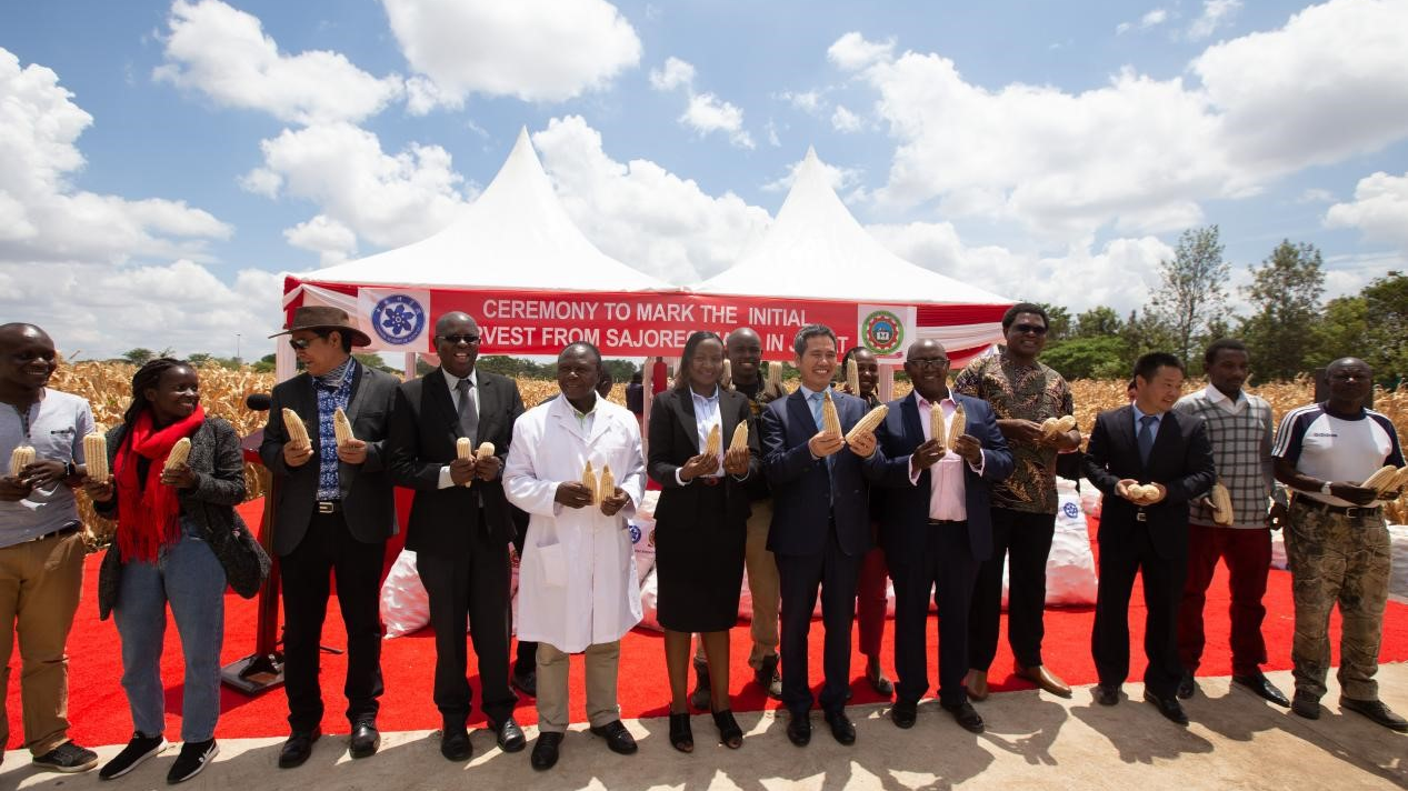 Chinese and Kenyan scientists unveil the first harvest of a high-yielding maize variety at the Jomo Kenyatta University of Agriculture and Technology in Nairobi, Kenya, November 5, 2022. /China Media Group