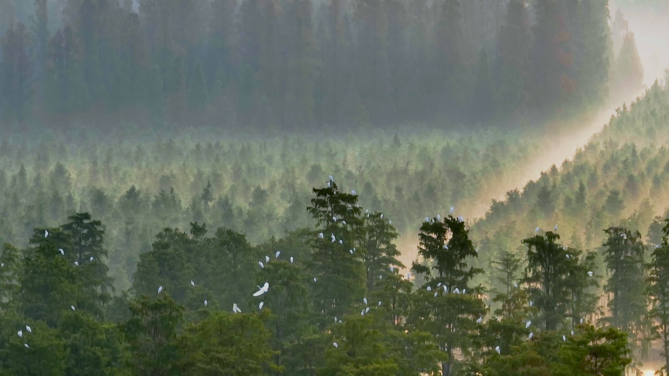 City of Wetlands Series | Episode 2: Zhangdu Lake community