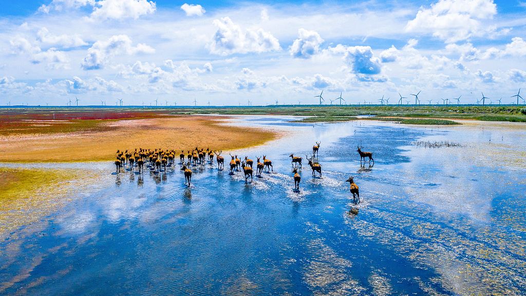A herd of deer forage for food at the wetland in Yancheng, east China's Jiangsu Province, July 21, 2021. /CFP