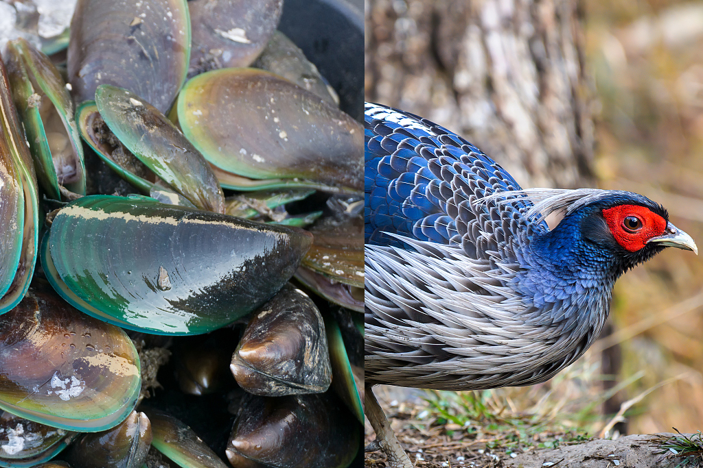 Clam and Pheasant. /VCG