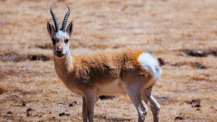 A Tibetan antelope is seen in Sanjiangyuan region, Yushu, Qinghai Province, northwest China. /CFP