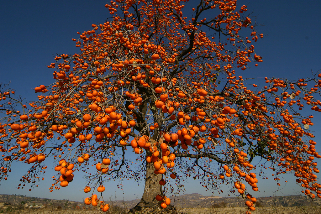 A persimmon tree. /CFP