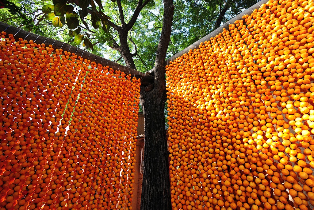 Persimmons are hung under the tree. /CFP