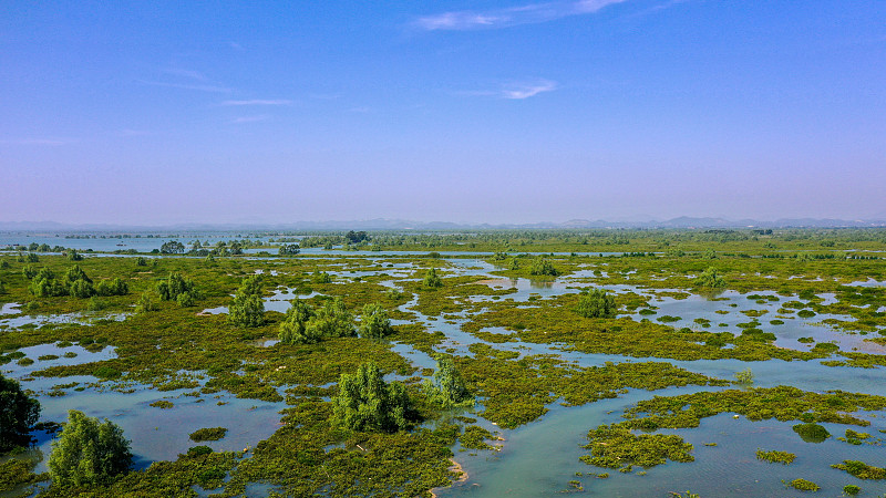 More than half of China's mangroves effectively protected: official