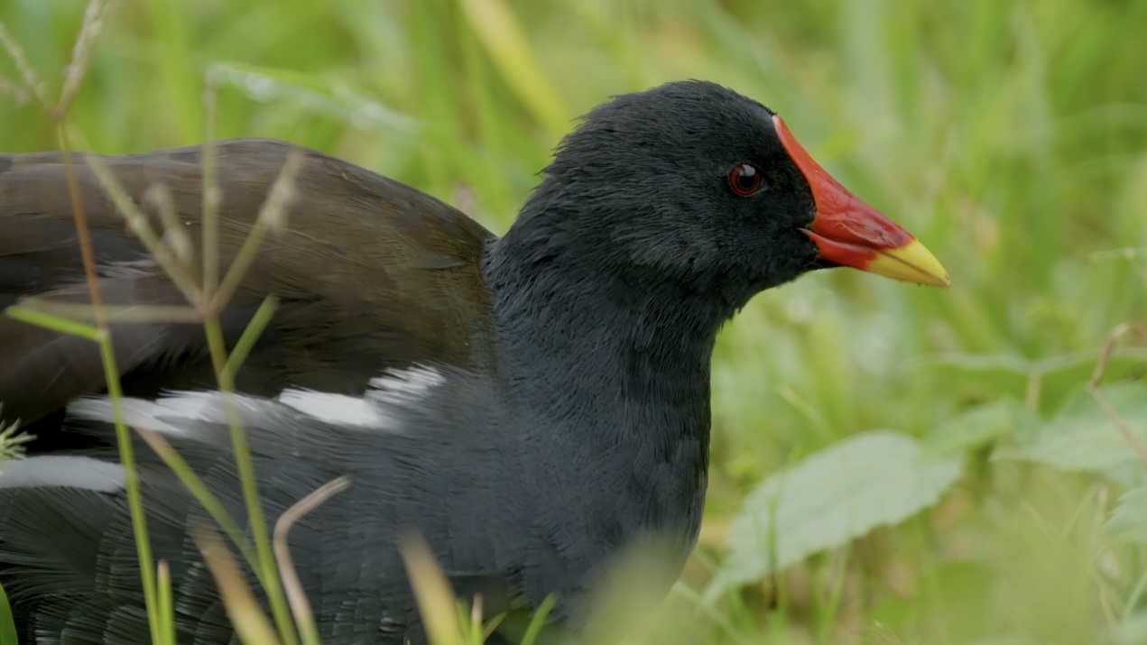 City of Wetlands Series | Episode 5: Wetland cleaners