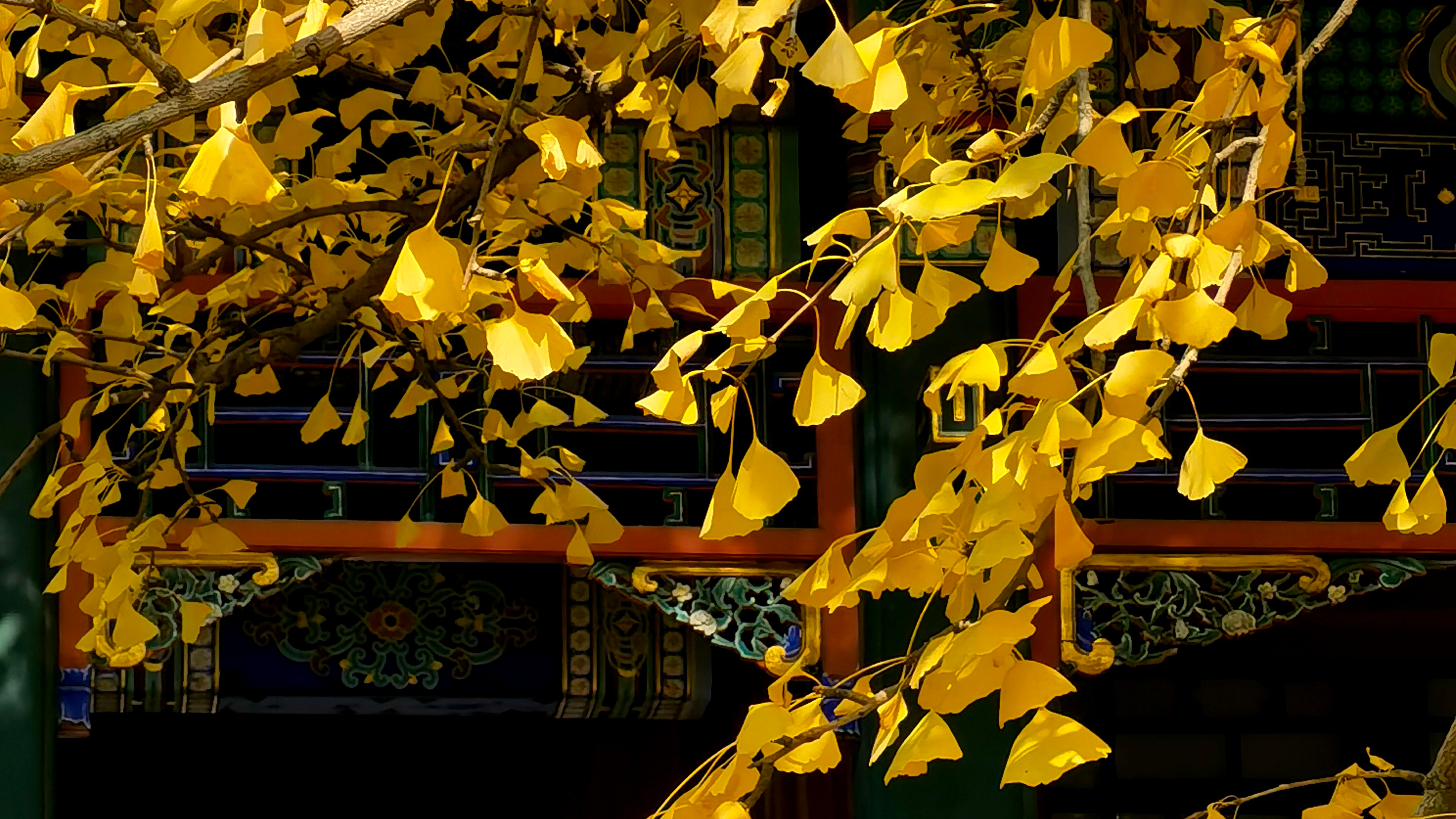 The ginkgoes in autumn