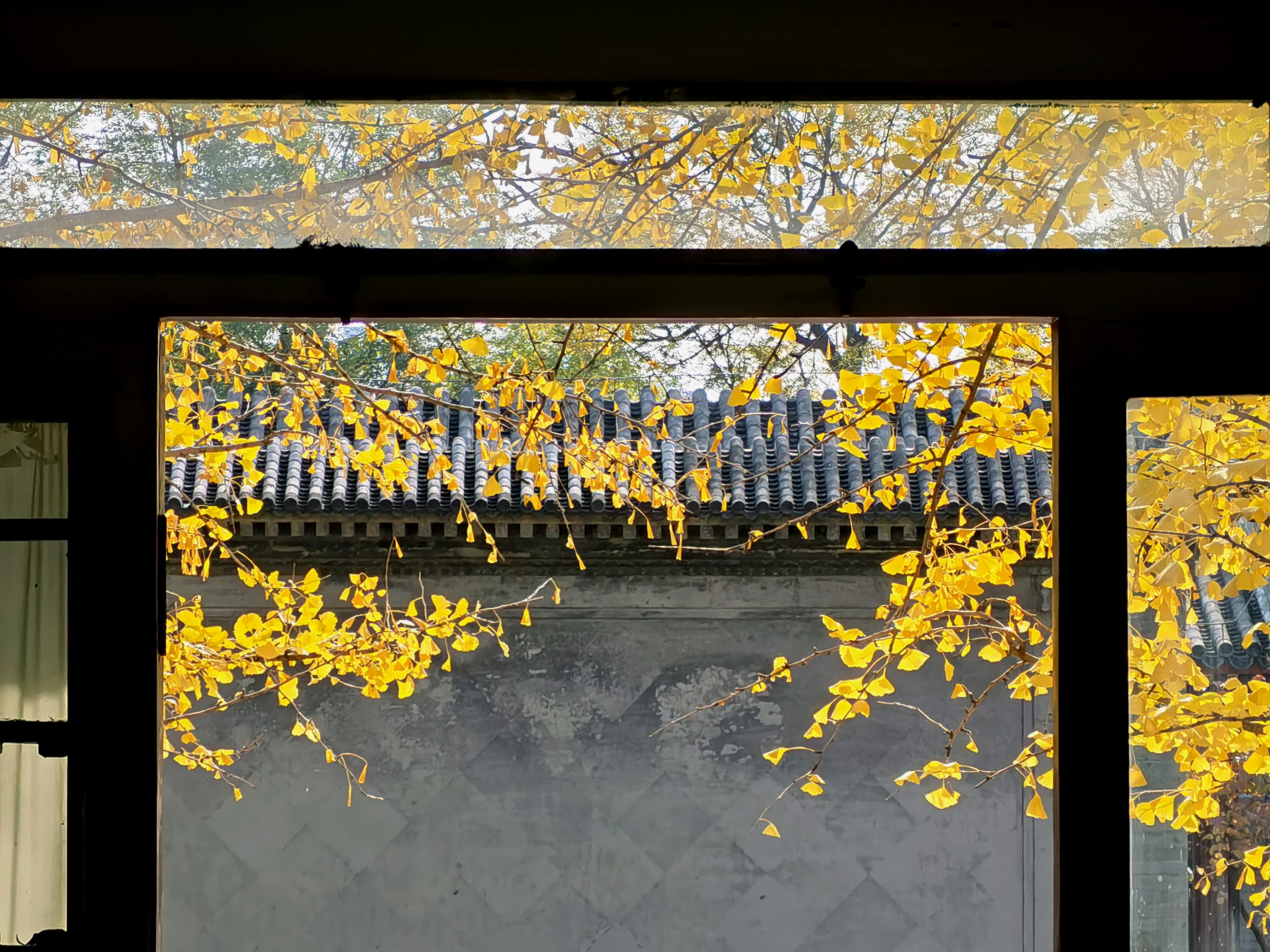 The ginkgoes in autumn