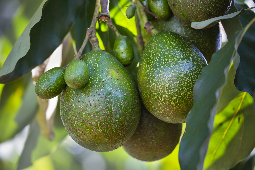 Kenyan avocado. /VCG