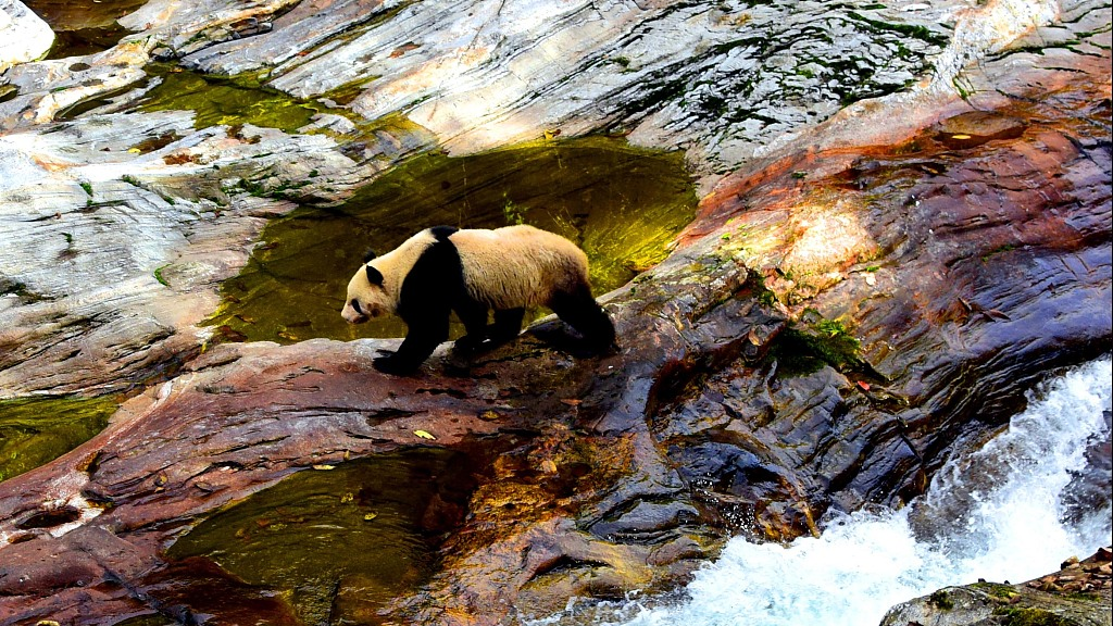 A wild Qinling giant panda walks on a rock in Shaanxi Province, northwest China, October 19, 2014. /CFP
