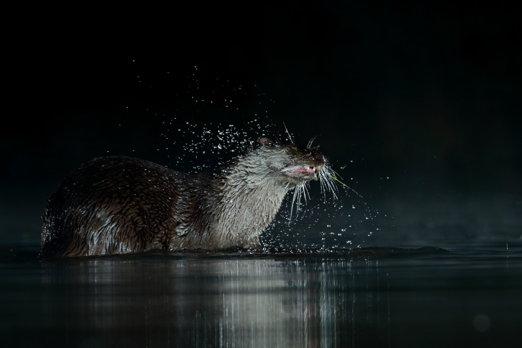 An otter in the water at night, UK. /CFP