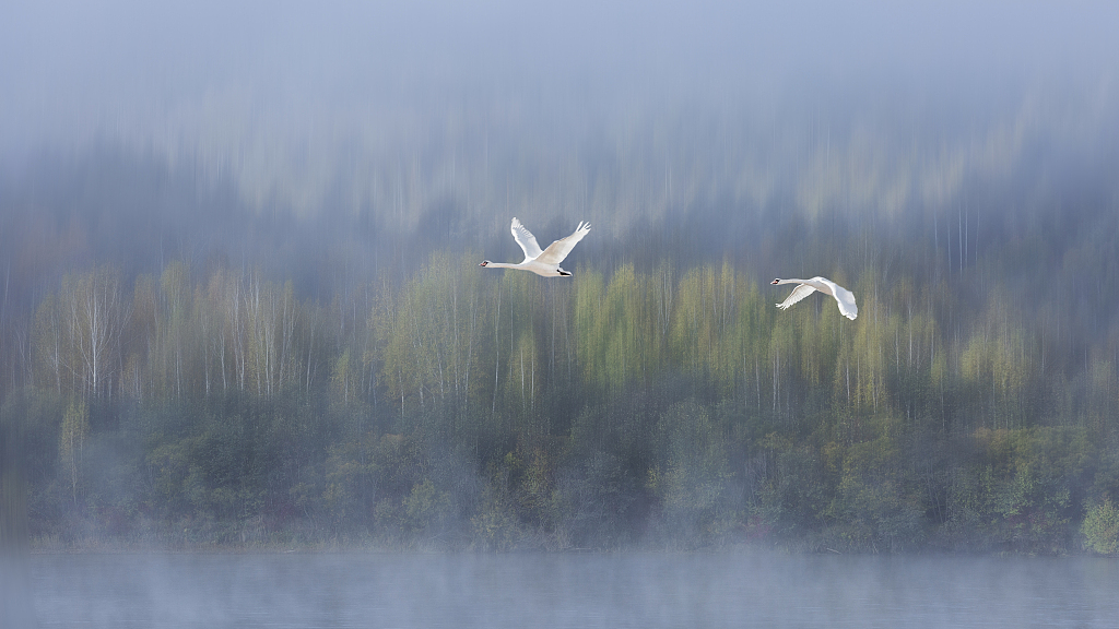 China establishes protection network for migratory bird flyways