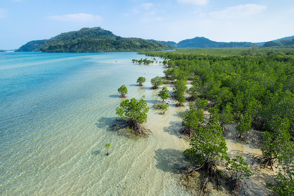 China's mangrove area has increased from 220 square kilometers in 2001 to 270 square kilometers. /VCG