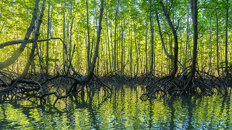 China introduces wetland conservation achievements in Geneva - CGTN