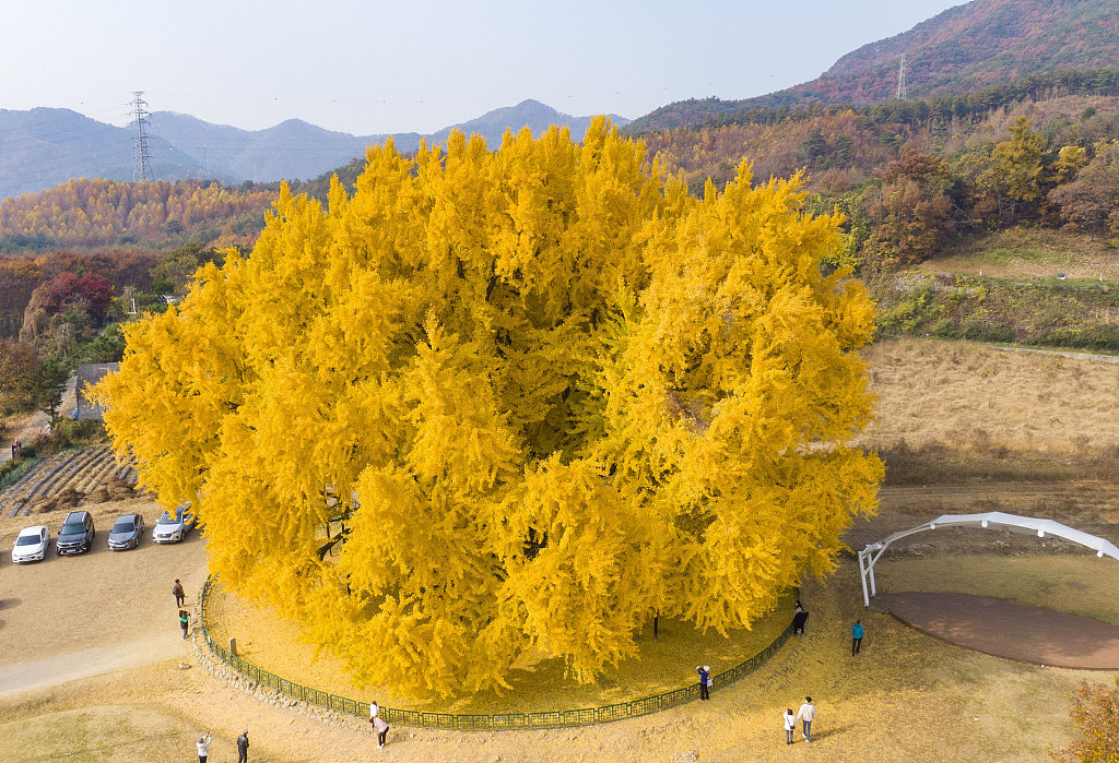 An 800-year-old ancient ginkgo tree in South Korea, November 3, 2022. /CFP