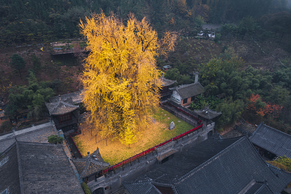 A 1,400-year-old ancient ginkgo tree in Xi'an City, Shaanxi Province, central China, November 5, 2022. /CFP