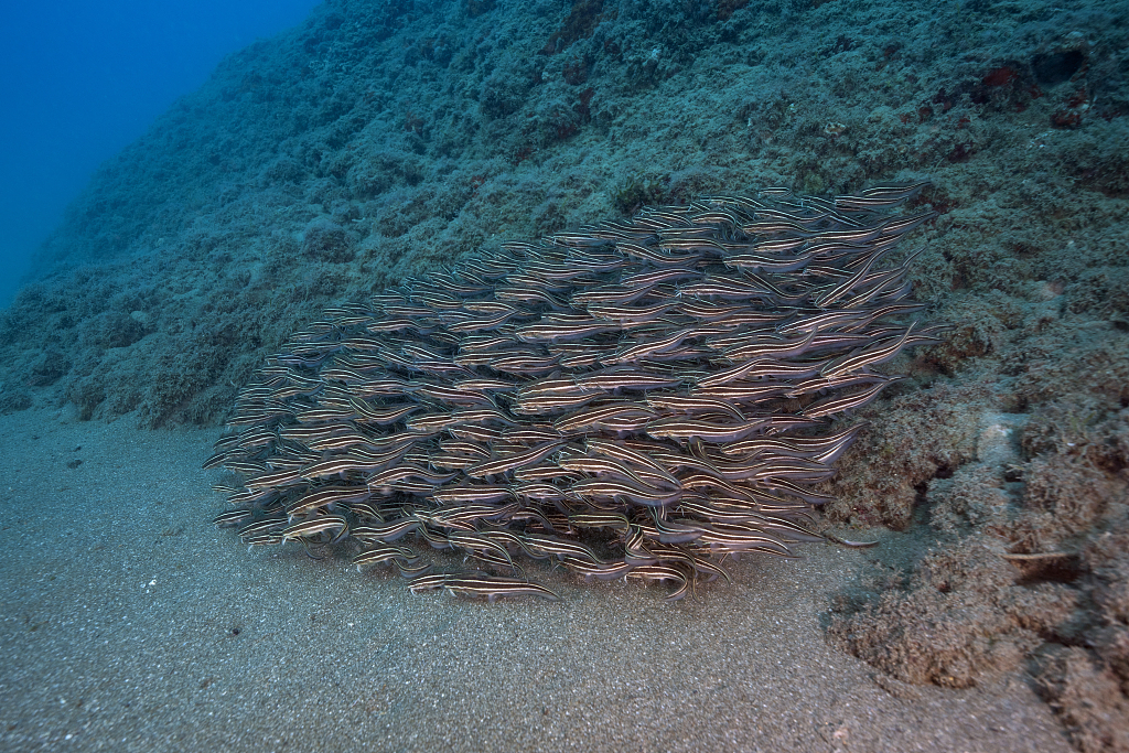 A flock of striped eel catfish observed with an underwater camera at the Eastern Mediterranean bays in Hatay, Türkiye, November 3, 2022. /CFP