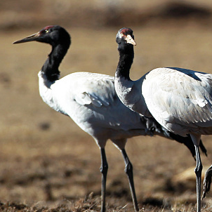 Rare black-necked cranes start winter migration from NE China - CGTN