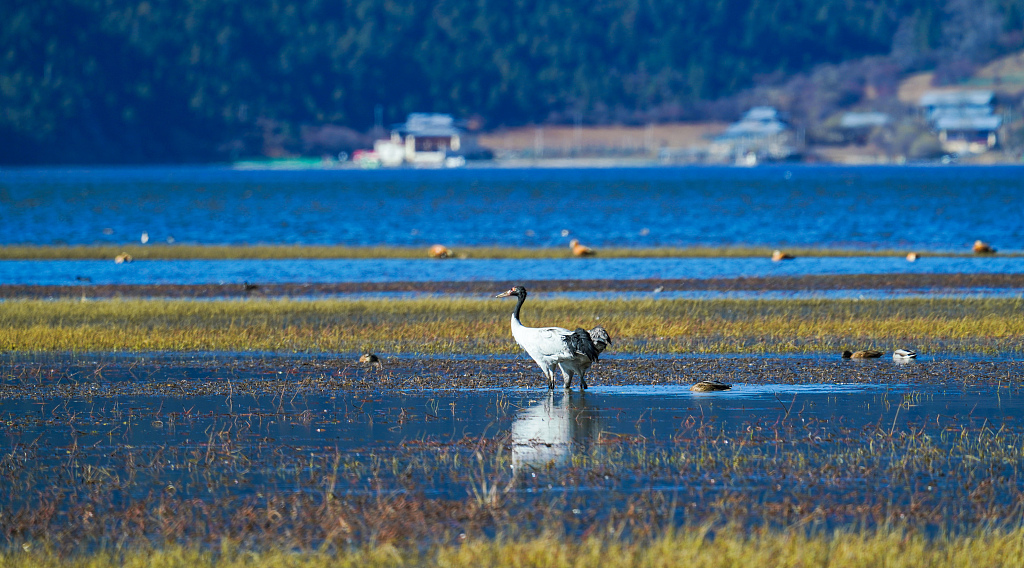 Some black-necked cranes are in the waters of their wintering ground, Yunan Province, southwest China, November 13, 2022. /CFP