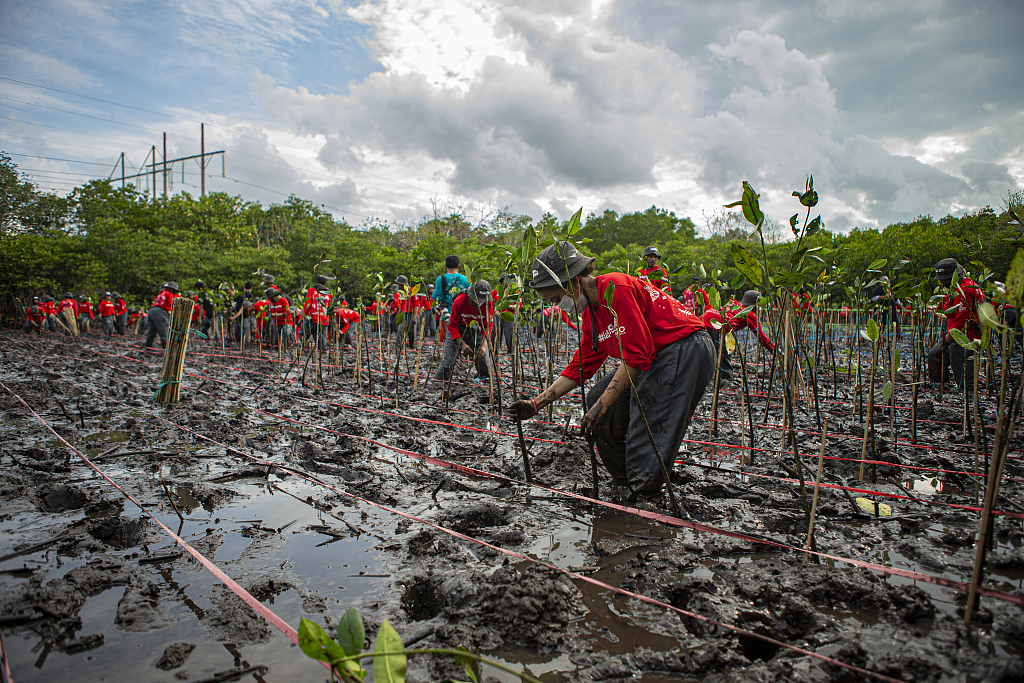 Rehabilitation of a mangrove forest in Indonesia's Bali. /VCG