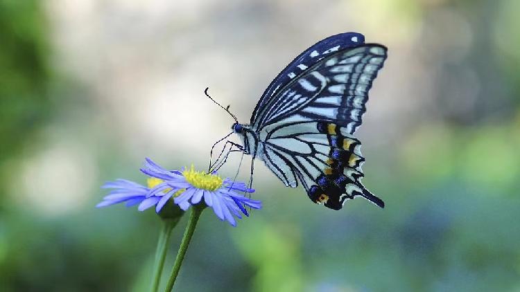 Yunnan Province has established a butterfly checklist - Vimarsana News