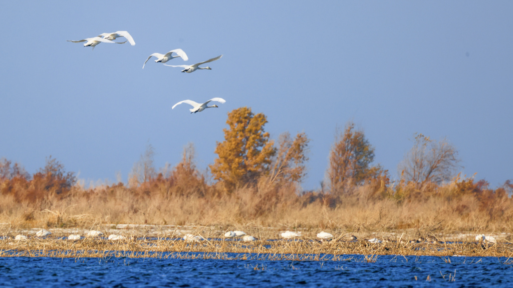 Migratory swans forage in NW China's Bosten Lake