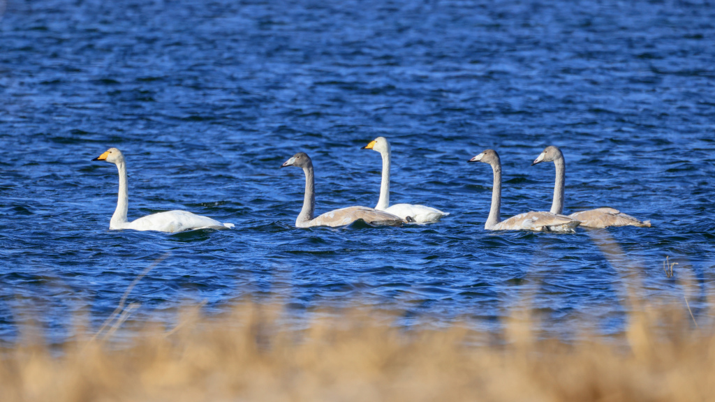 Migratory swans forage in NW China's Bosten Lake