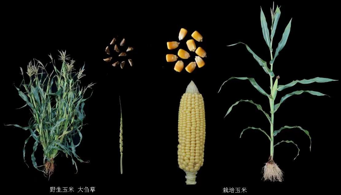 Teosinte (L), the wild ancestor of maize, has three times the seed protein content of most modern maize strains (R). /CAS