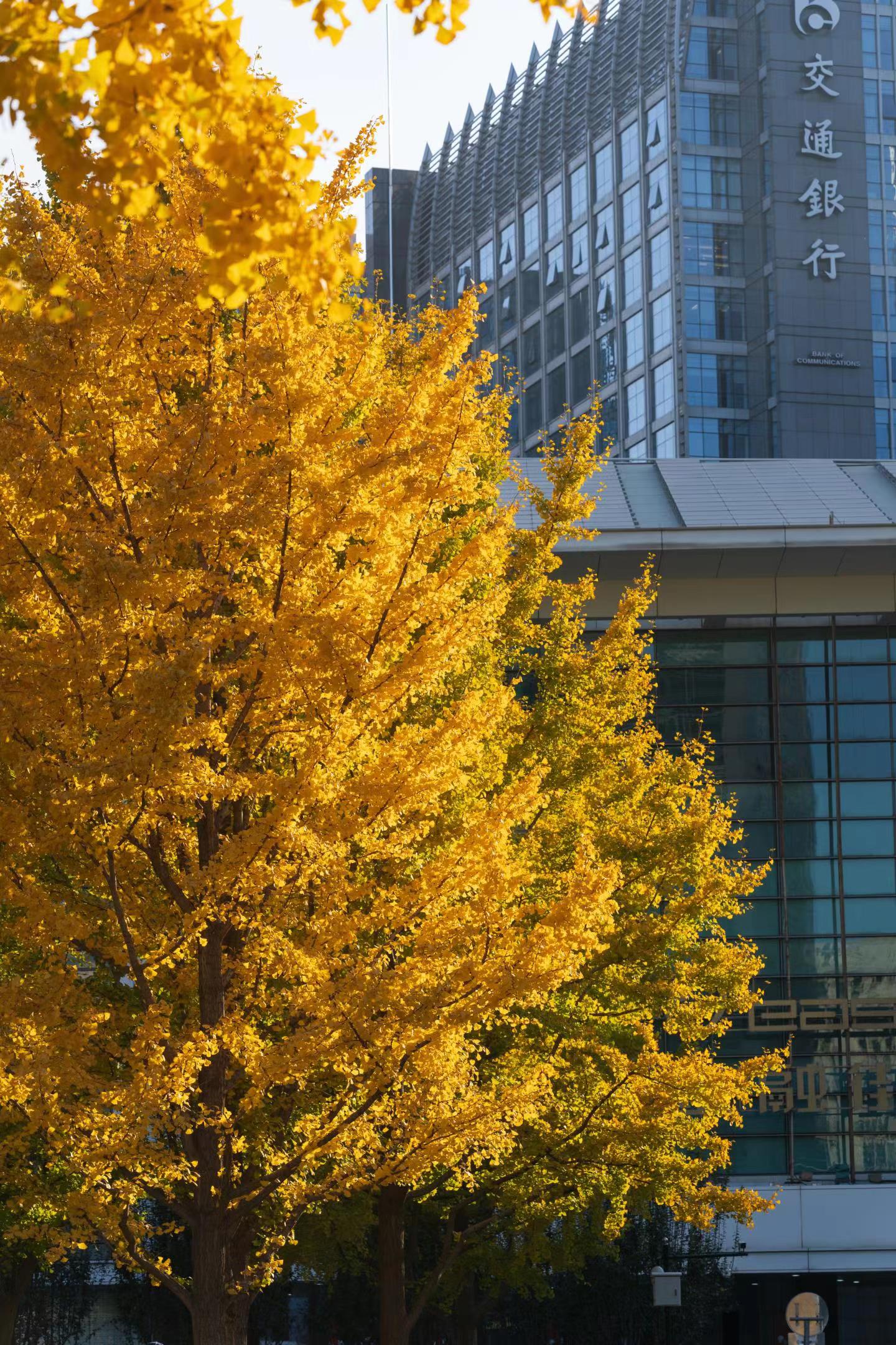 Golden ginkgo leaves in Beijing's financial center