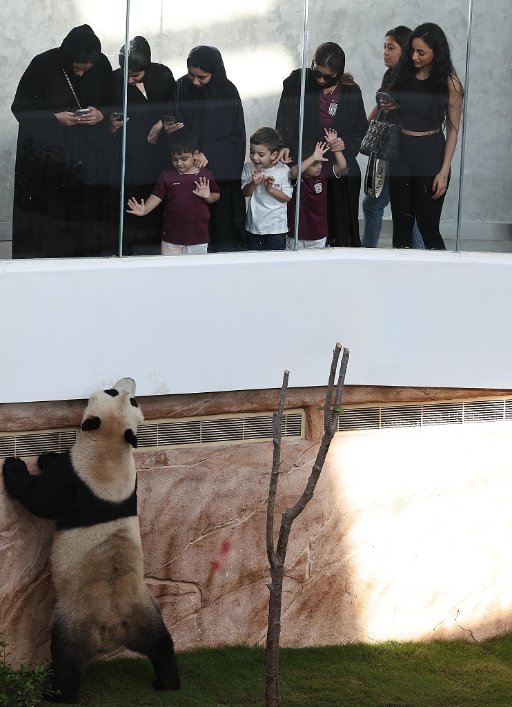 Giant panda meets the public in Doha. /CFP