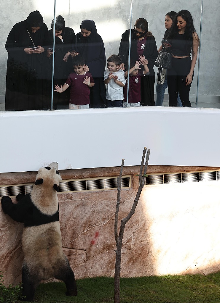 adorable-pictures-of-newborn-panda-released-by-chinese-breeding-base