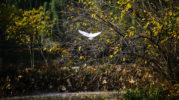 Live: Time for bird watching as egrets and cormorants prepare for winter in NW China