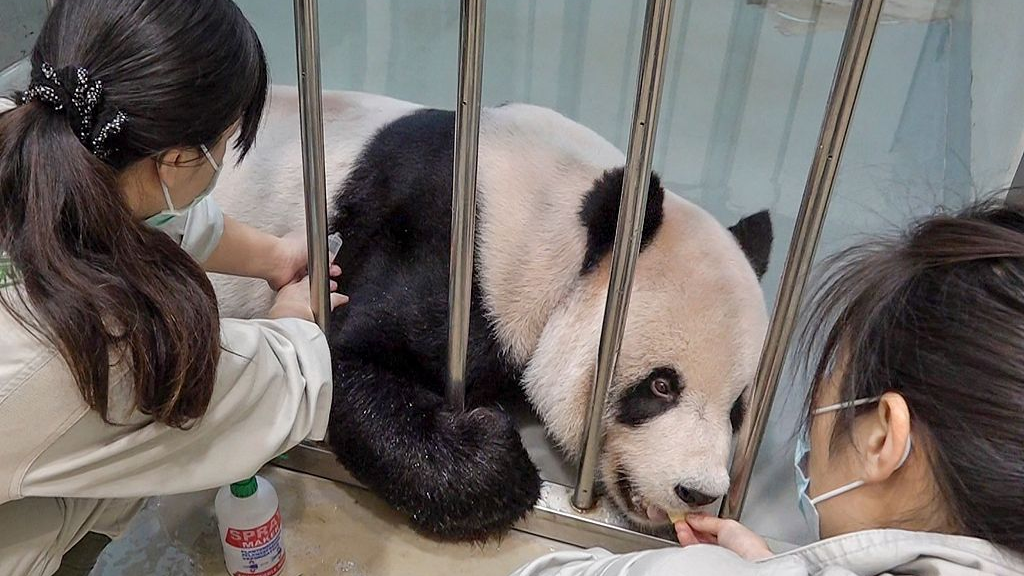 Workers treat sick male giant panda Tuan Tuan at Taipei Zoo, Taiwan region, China, October 27, 2022. /CFP