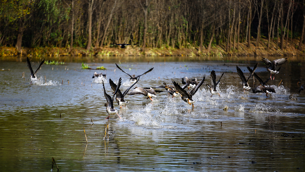 Live: Time for bird watching as egrets and cormorants prepare for winter in NW China - Ep. 2