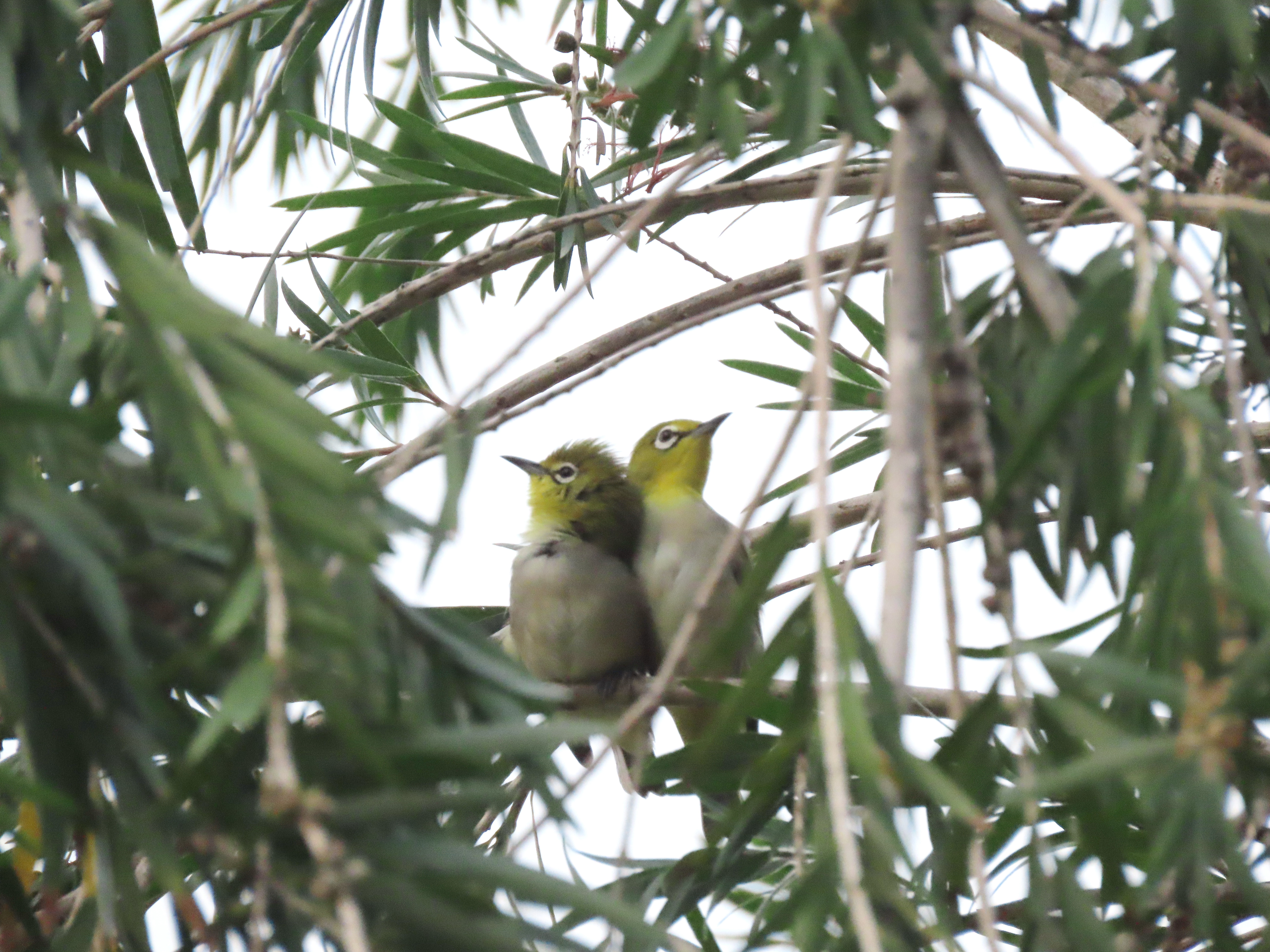 White-eye pair displays love in public in southern China
