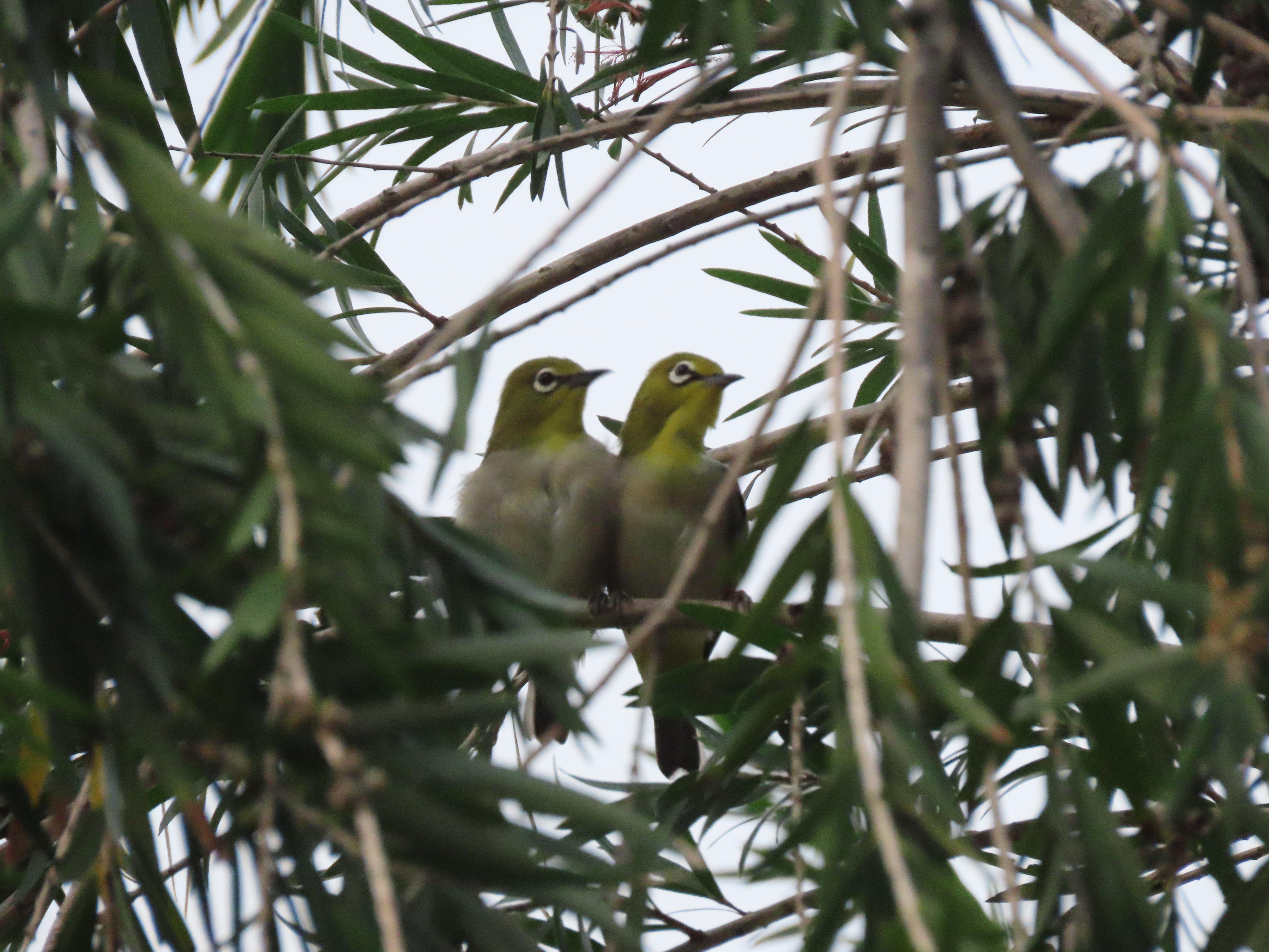 White-eye pair displays love in public in southern China